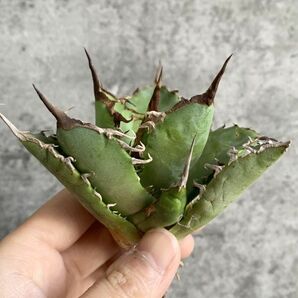 【F7853】S級極上選抜株！Agave Titanota ITALIY イタリア産極上選抜株！！ アガベ チタノタの画像5