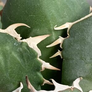 【IR2394】【SS級！！極上高級株！イラン産◆アガベ チタノタ ペルシアン ドワーフ◆】Agave titanota 'Persian Dwarf'の画像3