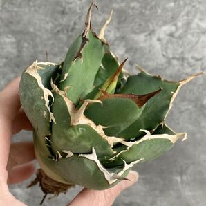 【IR2394】【SS級！！極上高級株！イラン産◆アガベ チタノタ ペルシアン ドワーフ◆】Agave titanota 'Persian Dwarf'の画像1