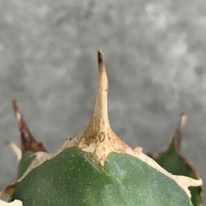 【IR2394】【SS級！！極上高級株！イラン産◆アガベ チタノタ ペルシアン ドワーフ◆】Agave titanota 'Persian Dwarf'の画像5