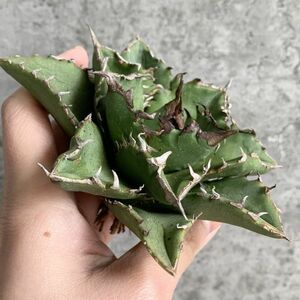 【NN1031】S級極上！！ 【超希少品種！】アガベ チタノタ バラクーダ Agave titanota”barracuda”