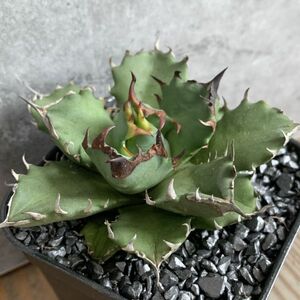 【NN997】在庫ラスト株！！【SS級！！希少品種！】アガベ チタノタ キョウト Agave titanota”Kyoto”