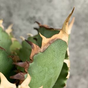 【IR2499】【SS級極上血統！イラン産！アガベ チタノタ クイーン 子株 ！】Agave titanota ' Queen 'の画像3