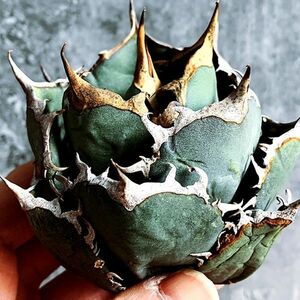 【D1254】【超希少 チタノタ】極上血統 強棘選抜！ アガベ チタノタ Fo 076 Agave titanota