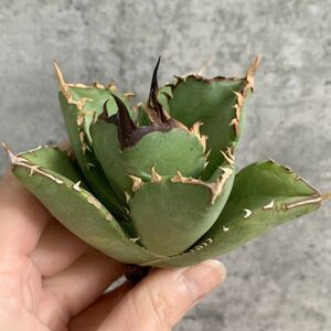 【IR2501】【SS級極上血統！イラン産！アガベ チタノタ クイーン 】Agave titanota ' Queen '