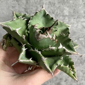 【NN1038】在庫わずか！S級極上！！ 【超希少品種！】アガベ チタノタ バラクーダ Agave titanota”barracuda”