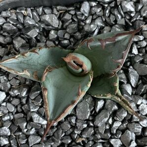 【NN1046】在庫ラスト！【超希少 チタノタ】 アガベ チタノタ 『 阿修羅 』 Agave titanota ' ASHURA 'の画像4