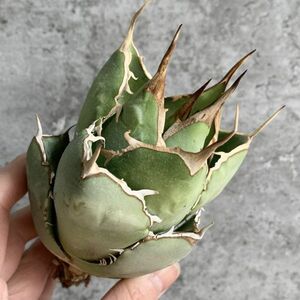 【IR2418】【極上SS級！！高級株！イラン産◆アガベ チタノタ ローズ ◆】Agave titanota ' Rose '