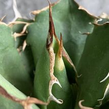 【IR2419】【極上SS級！！高級株！イラン産◆アガベ チタノタ ローズ ◆】Agave titanota ' Rose '_画像3