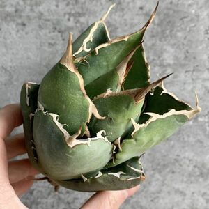 【IR2421】【極上SS級！！高級株！イラン産◆アガベ チタノタ ローズ ◆】Agave titanota ' Rose '