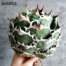 【F7856】S級極上選抜株！Agave Titanota ITALIY イタリア産極上選抜株！！ アガベ チタノタ_画像1