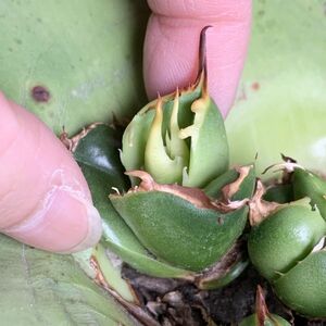 【F7966】【S級選抜子株！イラン産！強棘血統株！！】agave titanota アガベ チタノタ イラン