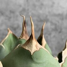 【IR2503】巨大標本株！！【極上SS級！！高級株！ イラン産 ◆ アガベ チタノタ ローズ ◆】Agave titanota ' Rose '_画像6