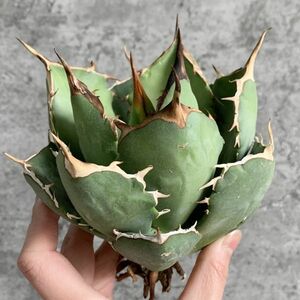 【IR2426】【極上SS級！！高級株！イラン産◆アガベ チタノタ ローズ ◆】Agave titanota ' Rose '