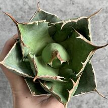 【IR2427】【極上SS級！！高級株！イラン産◆アガベ チタノタ ローズ ◆】Agave titanota ' Rose '_画像3