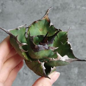 【NN1064】SS級極上 大株！！【超希少 チタノタ】 アガベ チタノタ 『 阿修羅 』 Agave titanota ' ASHURA '