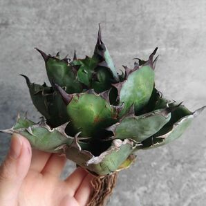 【NN1090】【SS級ボールタイプ！極上血統株！】アガベ チタノタ ブラックアンドブルー BB Agave titanota 'BB'の画像2