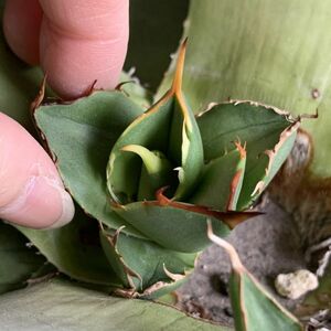 【F7968】在庫わずか！【S級選抜子株！イラン産！強棘血統株！！】agave titanota アガベ チタノタ イラン