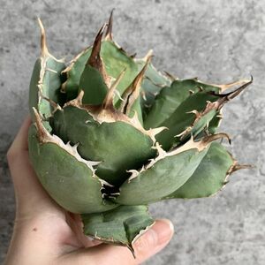 【IR2432】【極上SS級！！高級株！イラン産◆アガベ チタノタ ローズ ◆】Agave titanota ' Rose '