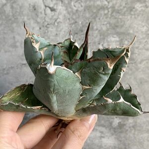 [IR2534]i Ran production![SS class ball type! finest quality .. stock!] agave chitanota black and blue BB Agave titanota 'BB'