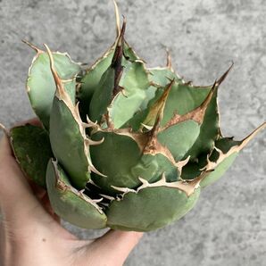 【IR2433】【極上SS級！！高級株！イラン産◆アガベ チタノタ ローズ ◆】Agave titanota ' Rose 'の画像1