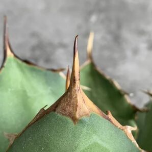 【IR2433】【極上SS級！！高級株！イラン産◆アガベ チタノタ ローズ ◆】Agave titanota ' Rose 'の画像4