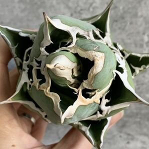 【IR2535】【SS級極上血統！イラン産！アガベ チタノタ グリフィン！】Agave titanota ' Griffin 'の画像3