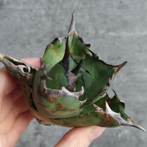 【NN1068】SS級極上 大株！！【超希少 チタノタ】 アガベ チタノタ 『 阿修羅 』 Agave titanota ' ASHURA '