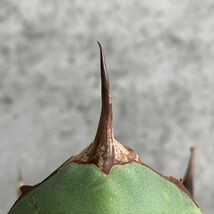 【IR2434】【極上SS級！！高級株！イラン産◆アガベ チタノタ ローズ ◆】Agave titanota ' Rose '_画像4