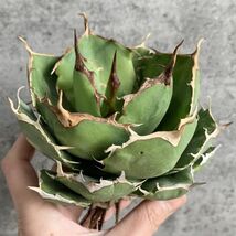 【IR2435】【極上SS級！！高級株！イラン産◆アガベ チタノタ ローズ ◆】Agave titanota ' Rose '_画像1