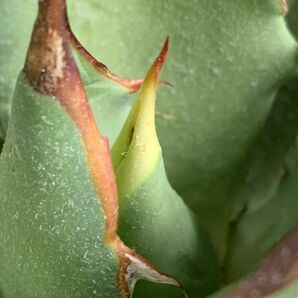 【IR2436】【極上SS級！！高級株！イラン産◆アガベ チタノタ ローズ ◆】Agave titanota ' Rose 'の画像3