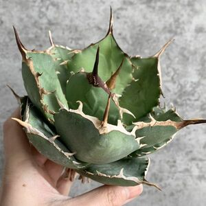 【IR2438】【極上SS級！！高級株！イラン産◆アガベ チタノタ ローズ ◆】Agave titanota ' Rose '