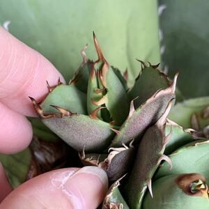 【F7969】【S級選抜子株！イラン産！強棘血統株！！】agave titanota アガベ チタノタ イラン