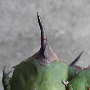 【NN1071】SS級極上 大株！！【超希少 チタノタ】 アガベ チタノタ 『 阿修羅 』 Agave titanota ' ASHURA 'の画像6