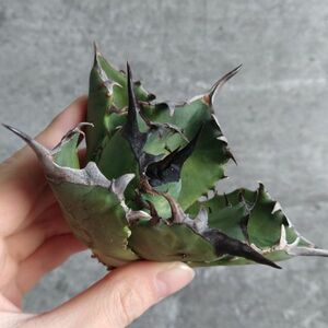 【NN1071】SS級極上 大株！！【超希少 チタノタ】 アガベ チタノタ 『 阿修羅 』 Agave titanota ' ASHURA '