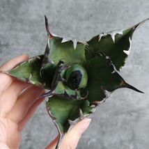 【NN1071】SS級極上 大株！！【超希少 チタノタ】 アガベ チタノタ 『 阿修羅 』 Agave titanota ' ASHURA '_画像2