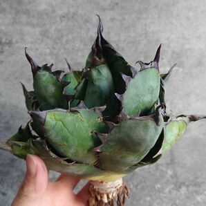 【NN1094】【SS級ボールタイプ！極上血統株！】アガベ チタノタ ブラックアンドブルー BB Agave titanota 'BB'の画像1