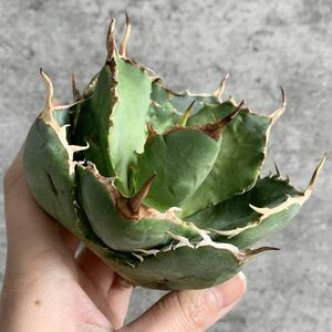 【IR2446】【極上SS級！！高級株！イラン産◆アガベ チタノタ ローズ ◆】Agave titanota ' Rose '