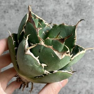 【IR2447】【極上SS級！！高級株！イラン産◆アガベ チタノタ ローズ ◆】Agave titanota ' Rose '