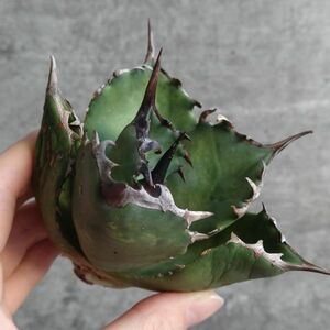 【NN1097】SS級極上 大株！！【超希少 チタノタ】 アガベ チタノタ 『 阿修羅 』 Agave titanota ' ASHURA '