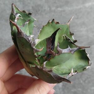 【NN1098】SS級極上 大株！！【超希少 チタノタ】 アガベ チタノタ 『 阿修羅 』 Agave titanota ' ASHURA '