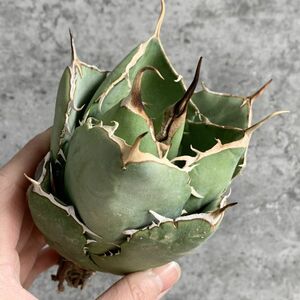 【IR2449】【極上SS級！！高級株！イラン産◆アガベ チタノタ ローズ ◆】Agave titanota ' Rose '