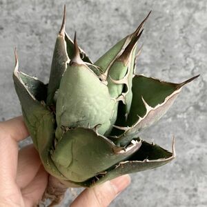 【IR2452】【極上SS級！！高級株！イラン産◆アガベ チタノタ ローズ ◆】Agave titanota ' Rose '