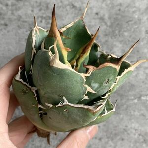 【IR2453】【極上SS級！！高級株！イラン産◆アガベ チタノタ ローズ ◆】Agave titanota ' Rose '