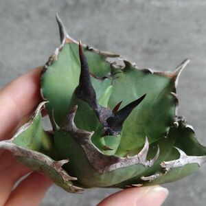 【NN1105】SS級極上 大株！！【超希少 チタノタ】 アガベ チタノタ 『 阿修羅 』 Agave titanota ' ASHURA '