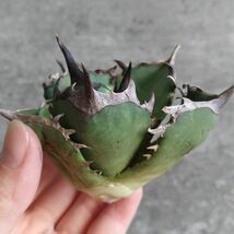 【NN1105】SS級極上 大株！！【超希少 チタノタ】 アガベ チタノタ 『 阿修羅 』 Agave titanota ' ASHURA '_画像2