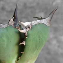 【NN1105】SS級極上 大株！！【超希少 チタノタ】 アガベ チタノタ 『 阿修羅 』 Agave titanota ' ASHURA '_画像6