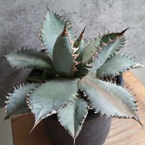 【F8005】希少子株販売【極上US産！！】特選！アガベ チタノタ ライオンズメーン Agave titanota