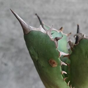 【NN1107】SS級極上 大株！！【超希少 チタノタ】 アガベ チタノタ 『 阿修羅 』 Agave titanota ' ASHURA 'の画像6