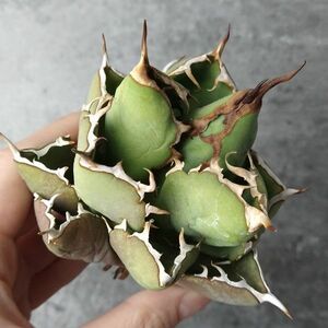 【IR2464】【極上SS級！！高級株！ イラン産 ◆ アガベ チタノタ ローズ ◆】Agave titanota ' Rose '